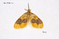 藏品(寬紋黃毒蛾)的圖片